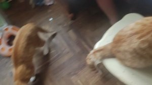 дочь сделала новую игрушку котикам.mp4