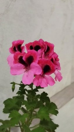 Цветет 🏵шапкой🏵без специального охлаждения🥶 и досветки🔥💐