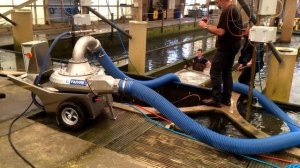 Перекачка рыбы между бассейнами рыбонасосом Pescamotion 6 Plus морской лещ до 500 г   FAIVRE RU