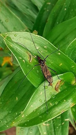 Комар - долгоножка (лат. Tipulidae) — семейство двукрылых насекомых из подотряда длинноусых.