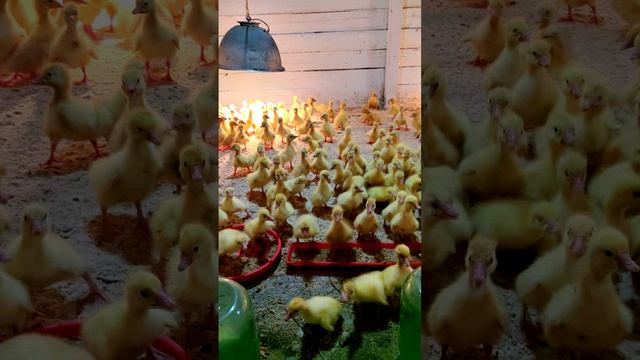 🐤 Гуси прибыли!