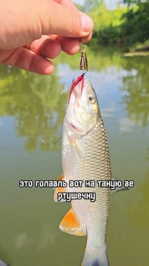 обрыбились #рыбалка