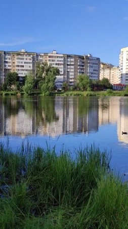 Водяная курочка. 02.07.25.