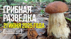 ГРИБНАЯ РАЗВЕДКА  21 июня 2025 года Сбор грибов белых, подберёзовиков, лисичек и мухомора цезаря ..