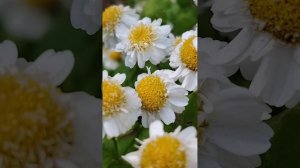 Красота.... 2 июля.....