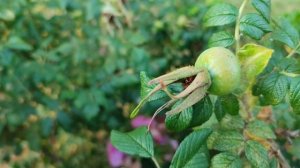 Закат над Везёлкой 02.07.25.