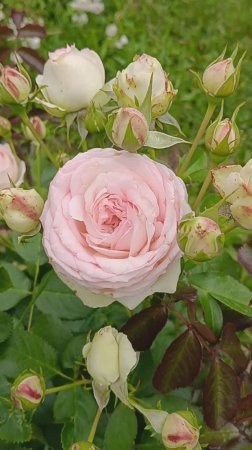 Роза Pierre de Ronsard (MEIviolin, Eden, Eden Rose 85, Eden Climber ™) пьЕр де ронсАр