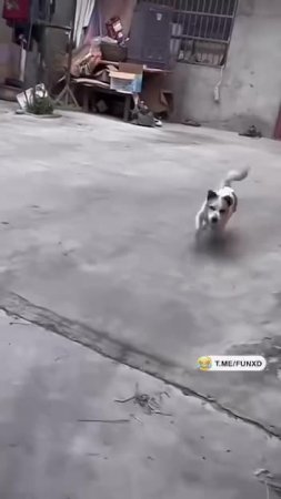 А, блин, извини. Я думал, что ты напугаешься😁