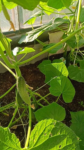 За что я люблю огурцы Кураж смотреть онлайн