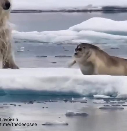 Полярные медведи 🐻❄️