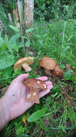 🍄БЕЛЫЕ ГРИБЫ НА КАЖДОМ ШАГУ 👉ГЛАВНОЕ НЕ НАСТУПИТЬ🍃ИЮЛЬ 2025 ПОДМОСКОВЬЕ🌿