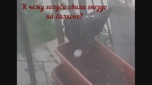 Народные приметы о том, к чему увидеть черного голубя на балконе-1 часть.