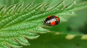 Божья коровка двухточечная чёрная (Adalia bipunctata)