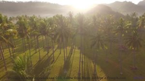 Словно лес ожил, чтобы сыграть тебе свою самую нежную симфонию - love in this land -- Westy Reflecto