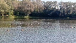 🍁Никогда не видела раньше такой красоты🍁Девичий виноград как украшение осеннего парка🍁Чудесный ЦП