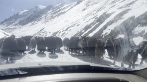 Киргизские ЯКи