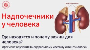 Надпочечники у человека. Где находятся и почему важны для человека? Фрагмент обучения