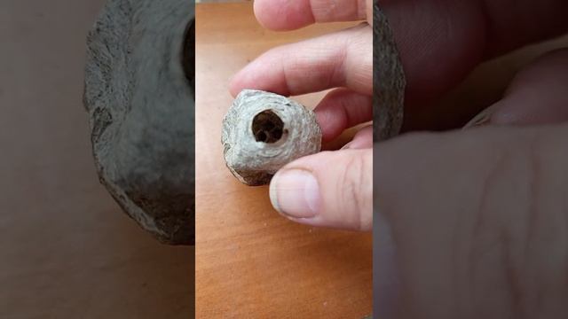 2025-07-02 В куче опавших веток нашла маленькое осиное гнездо.