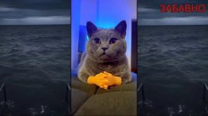 СМЕШНЫЕ ПРИКОЛЫ! ОТБОРНЫЙ ЮМОР!