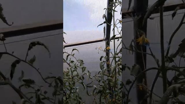 ТОМАТЫ СКРУЧИВАЮТ ЛИСТЬЯ- ЧТО ДЕЛАТЬ?