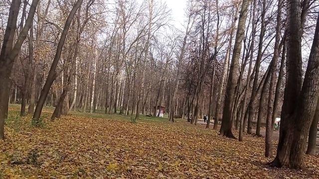 🐿В Рязанском парке совсем ручные белки и очень много уточек🦆Рязанский ЦПКиО в ноябре🐿 смотреть онлайн