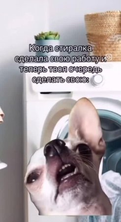 Собака плохо себя чувствует 🐕