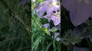2 июля Цветочная Горка после дождя....