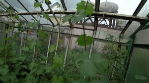 Виноград в теплице. Первые грозди