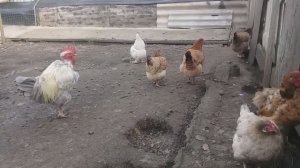 Жизнь в деревне - Хроника дня