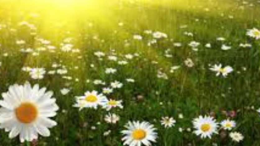 СП Добиваю недовязы 4/2025 Отчёт 27 с Мариной Стоговой смотреть онлайн