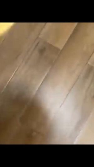 Удивительные животные #котики