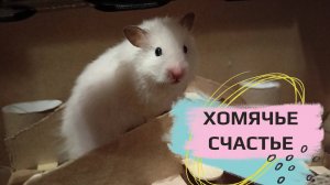 Игровая среда для хомяка