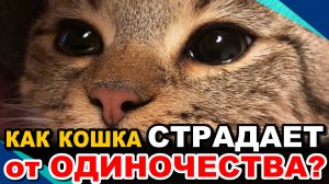 Кошка СТРАДАЕТ от ОДИНОЧЕСТВА? 7 Признаков, Не пропустите! Их НЕ стоит ИГНОРИРОВАТЬ