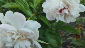 Цветы на даче в первые дни лета.