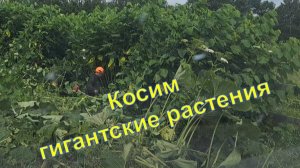 Гигантские растения Сахалина. Как их косить?