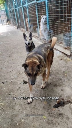 Такой старенький Коди