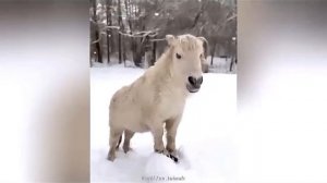 Всячинки