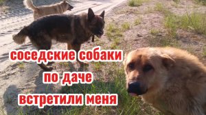 Соседские собаки на даче.