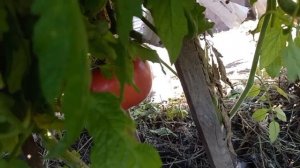 Огромный помидор. 🍅 Ежик. Андрей угостил рыбкой.