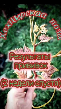 Результаты прививок винограда.