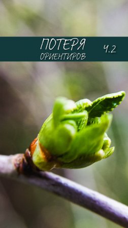 И ведь пойдут же! (Потеря ориентиров ч.2) #shorts