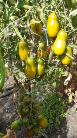 ТОМАТ ЗЕЛЕНЫЙ КУЗНЕЧИК - РАННИЙ, НЕПРИХОТЛИВЫЙ, ВКУСНЫЙ