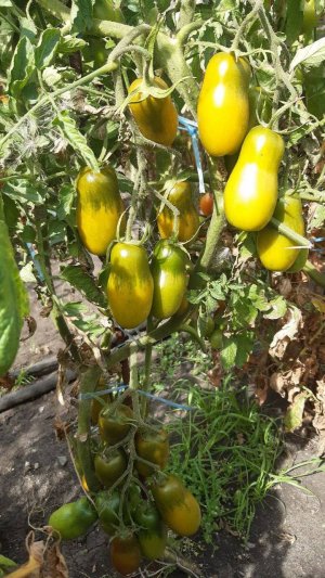 ТОМАТ ЗЕЛЕНЫЙ КУЗНЕЧИК - РАННИЙ, НЕПРИХОТЛИВЫЙ, ВКУСНЫЙ