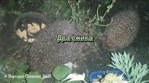 Два ёжика пришли на промыслы