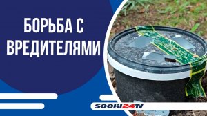 В Сочи для борьбы с вредителем пальм применяют феромоновые ловушки