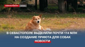 В Севастополе выделили почти 114 млн руб. на создание приюта для собак