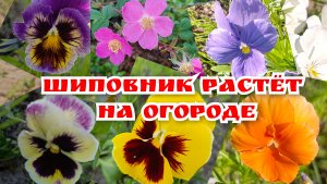Шиповник цветёт 🌸