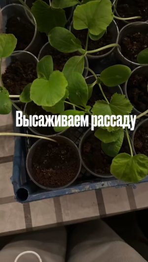 Высаживаем рассаду