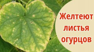 ЖЕЛТЕЮТ И ВЯНУТ ЛИСТЬЯ У ОГУРЦОВ, СРОЧНО СДЕЛАЙТЕ ЭТУ СМЕСЬ, ПОМОГАЕТ СПАСТИ!