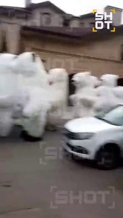 В Красногорске кто-то заказал себе 100 белых медведей в баню на день рождения